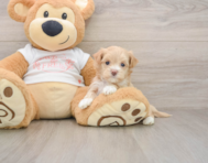 7 week old Maltipoo Puppy For Sale - Puppy Love PR
