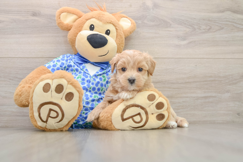Best Maltipoo Baby