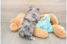 Best Maltipoo Baby