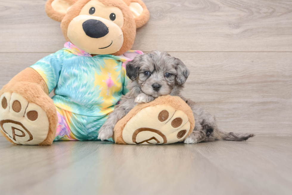Maltipoo Puppy for Adoption