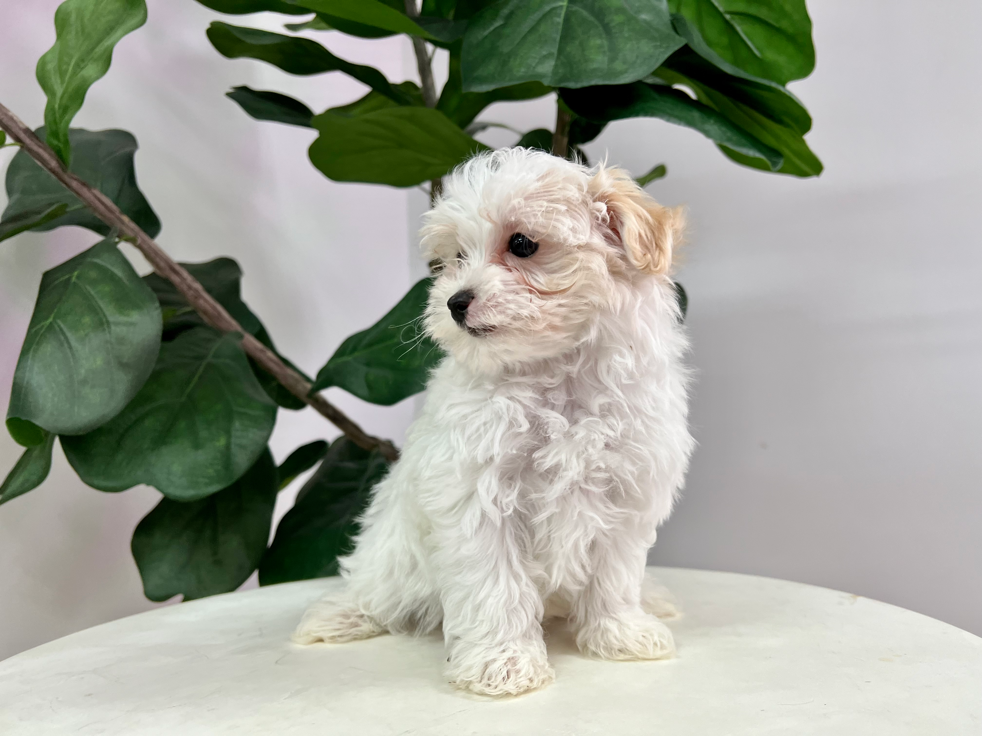 Maltipoo Puppy for Adoption