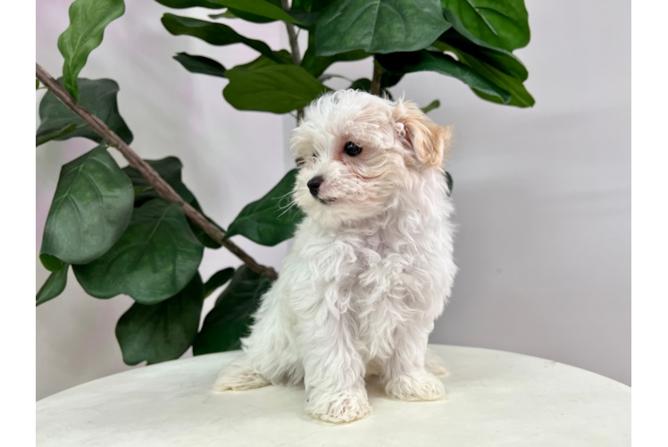 Meet Kurt - our Maltipoo Puppy Photo 1/4 - Puppy Love PR Maltipoo Puppy for Adoption
