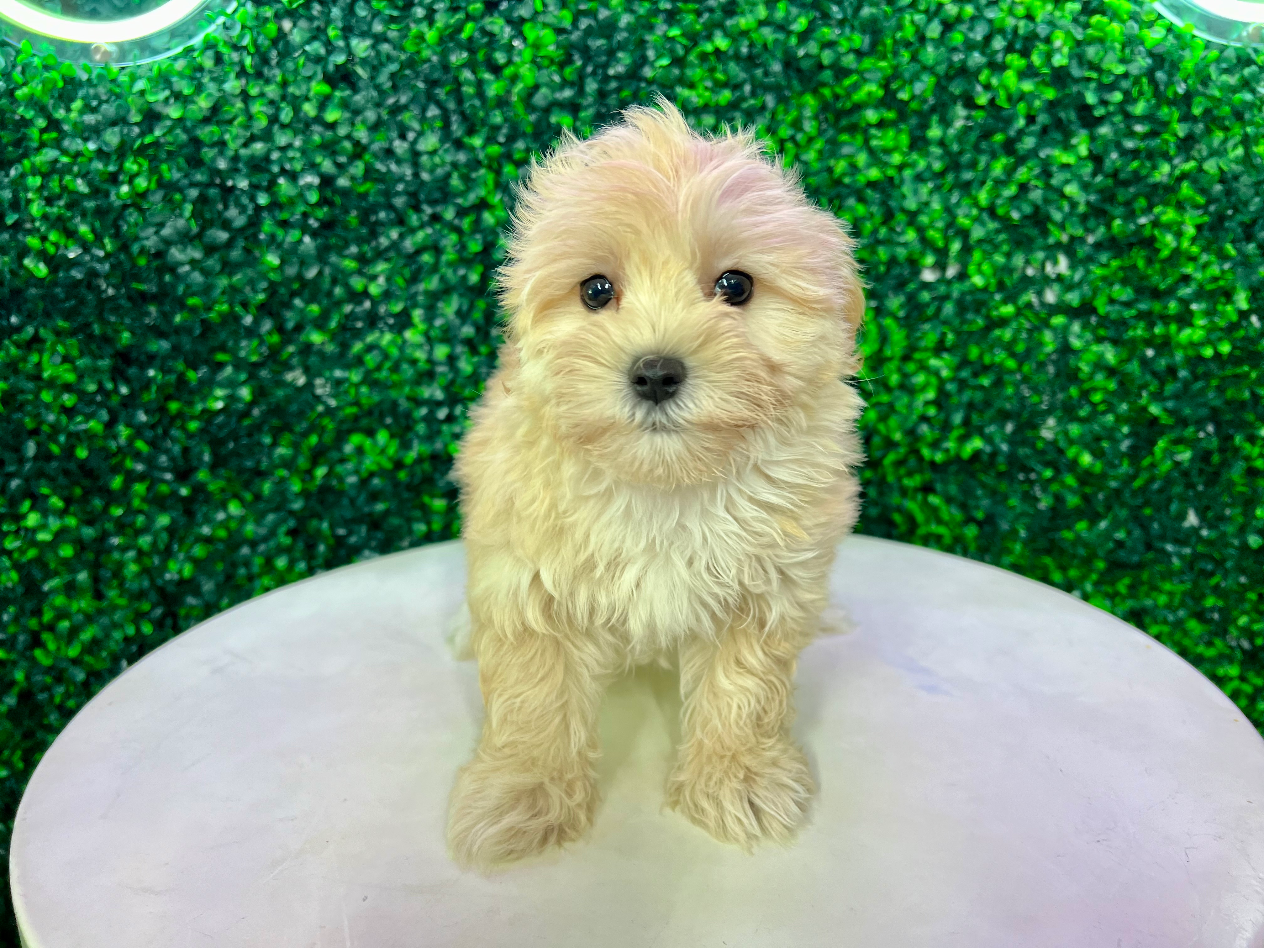 Maltipoo Puppy for Adoption