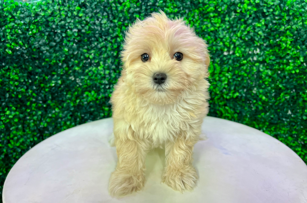 12 week old Maltipoo Puppy For Sale - Puppy Love PR