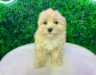 12 week old Maltipoo Puppy For Sale - Puppy Love PR