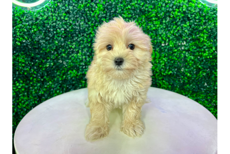 Meet Kurt - our Maltipoo Puppy Photo 1/4 - Puppy Love PR Maltipoo Puppy for Adoption
