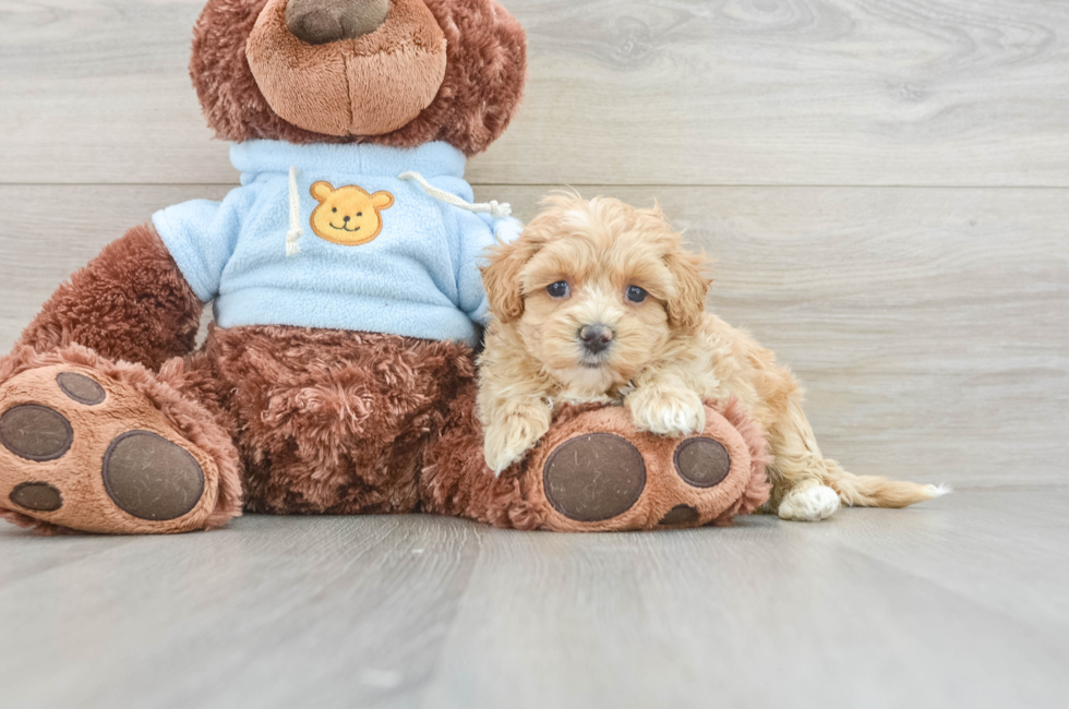 6 week old Maltipoo Puppy For Sale - Puppy Love PR