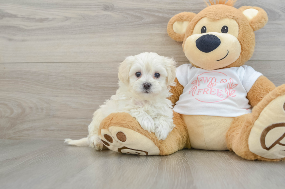 6 week old Maltipoo Puppy For Sale - Puppy Love PR