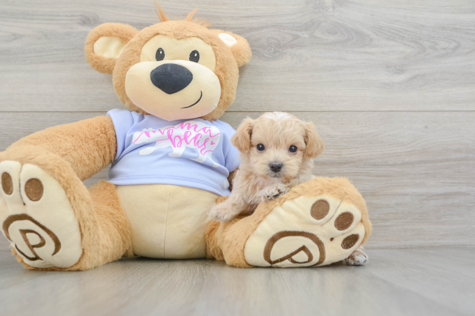 Popular Maltipoo Poodle Mix Pup