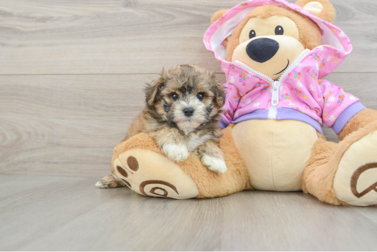 Sweet Maltipoo Baby