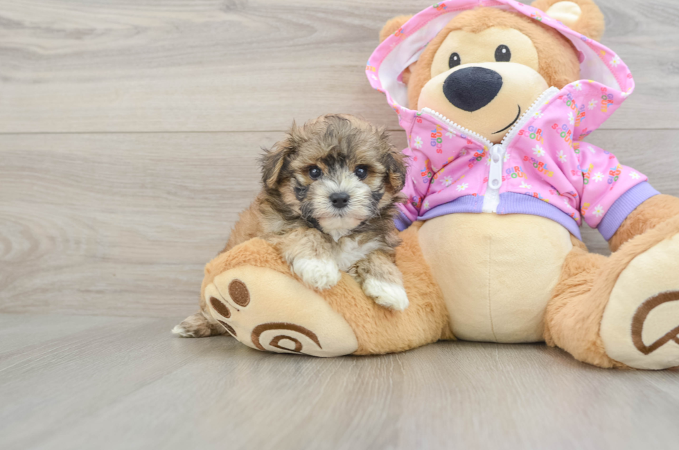 6 week old Maltipoo Puppy For Sale - Puppy Love PR