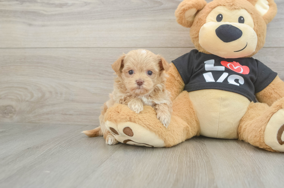 6 week old Maltipoo Puppy For Sale - Puppy Love PR