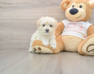 10 week old Maltipoo Puppy For Sale - Puppy Love PR