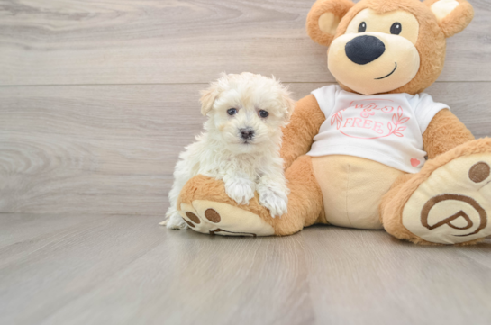 Best Maltipoo Baby