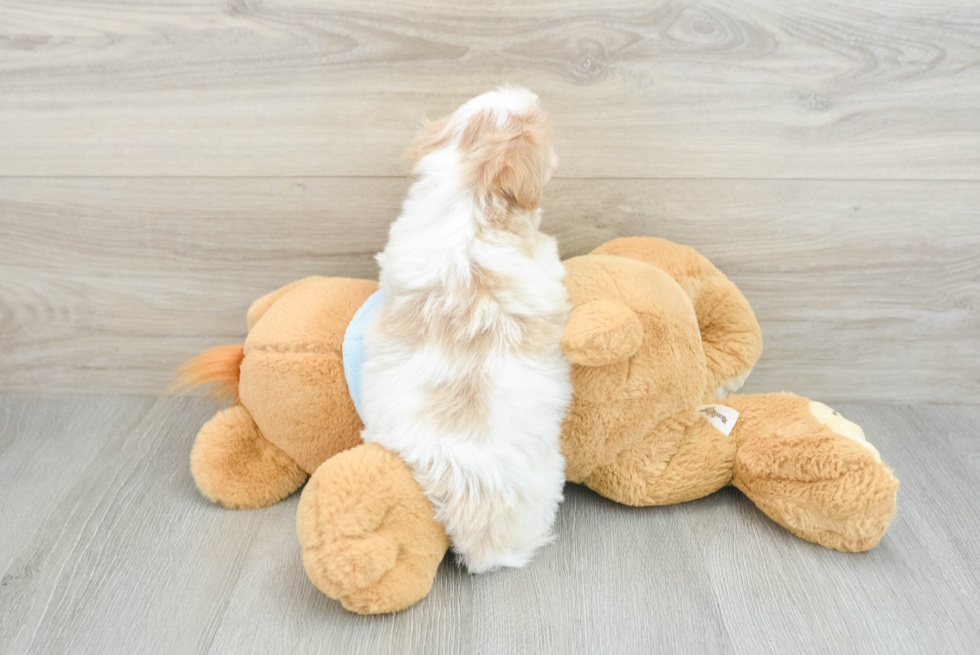 Maltipoo Pup Being Cute