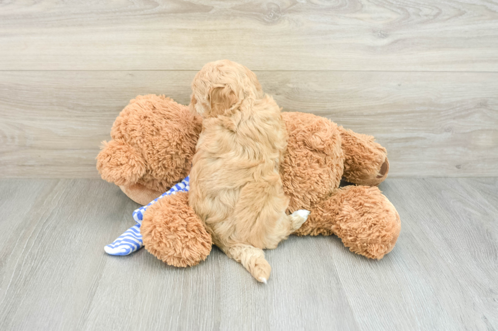 Funny Maltipoo Poodle Mix Pup