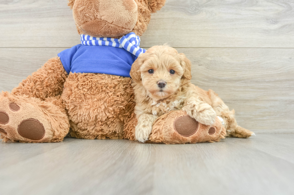 8 week old Maltipoo Puppy For Sale - Puppy Love PR