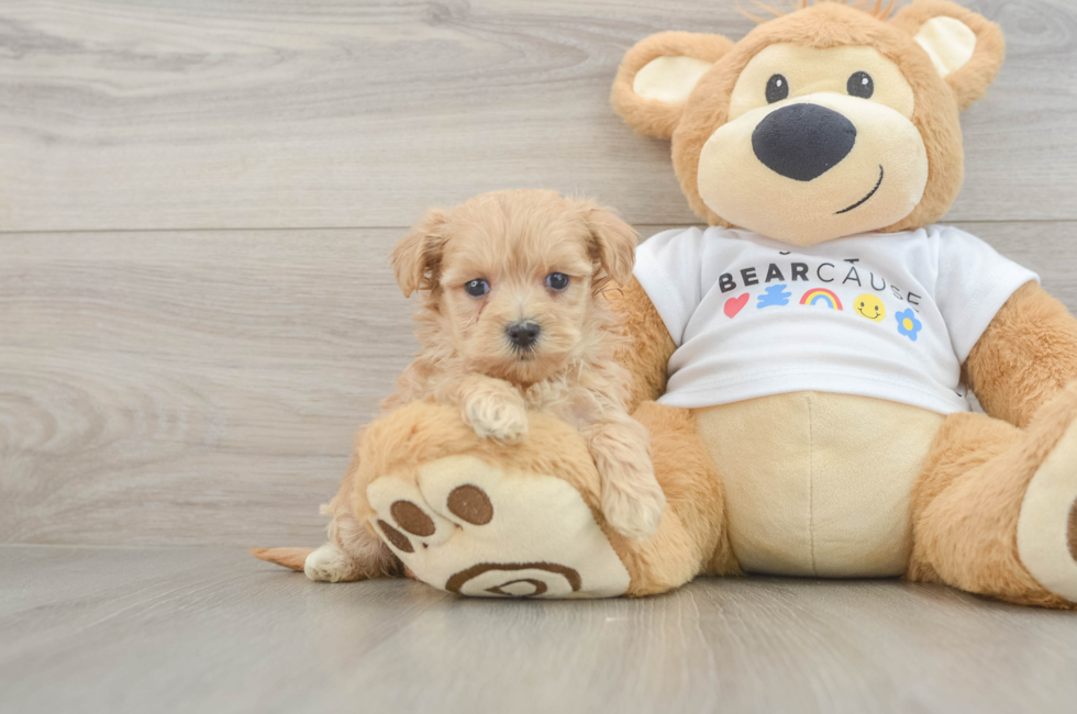 6 week old Maltipoo Puppy For Sale - Puppy Love PR
