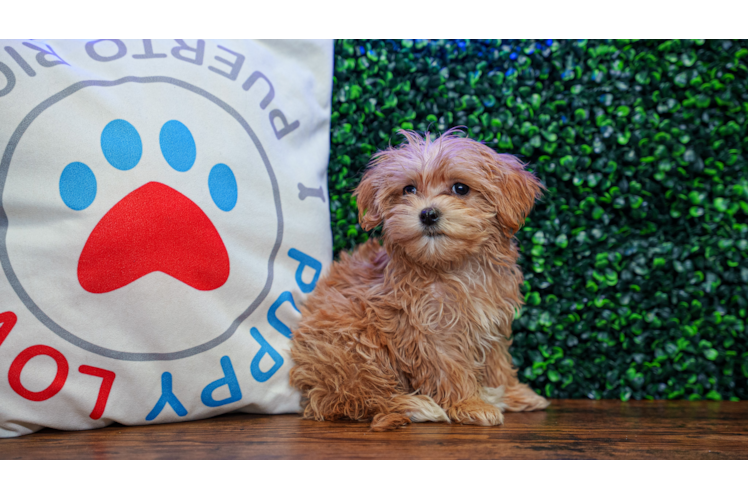 Cute Maltipoo Baby
