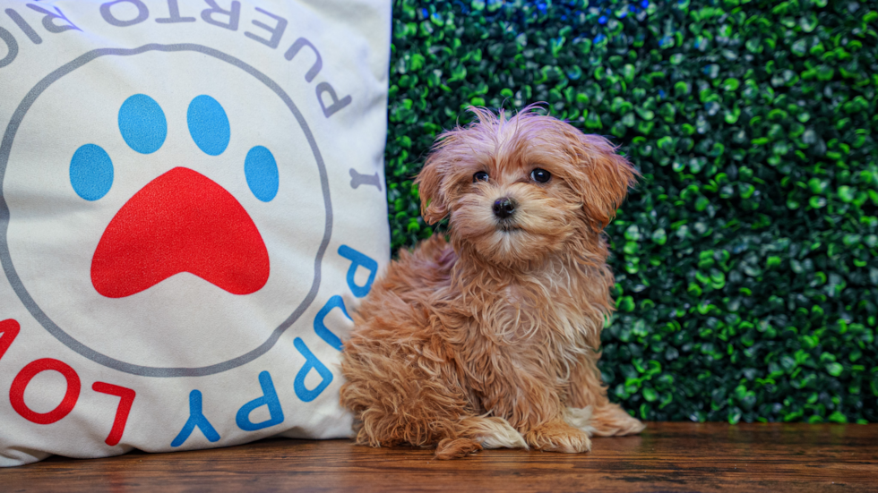 Cute Maltipoo Baby