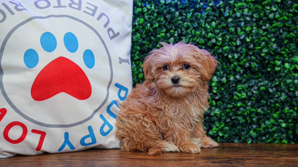 Maltipoo Pup Being Cute