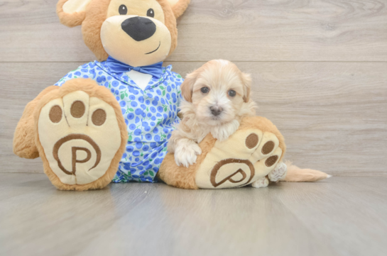 5 week old Maltipoo Puppy For Sale - Puppy Love PR Popular Maltipoo Poodle Mix Pup