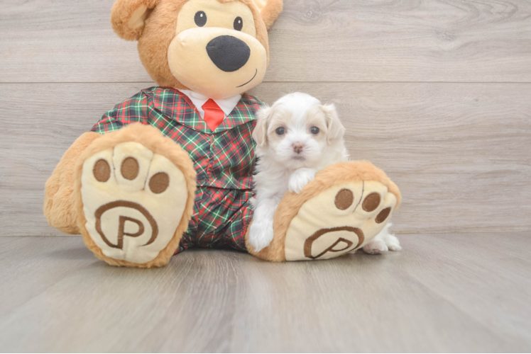 Maltipoo Puppy for Adoption