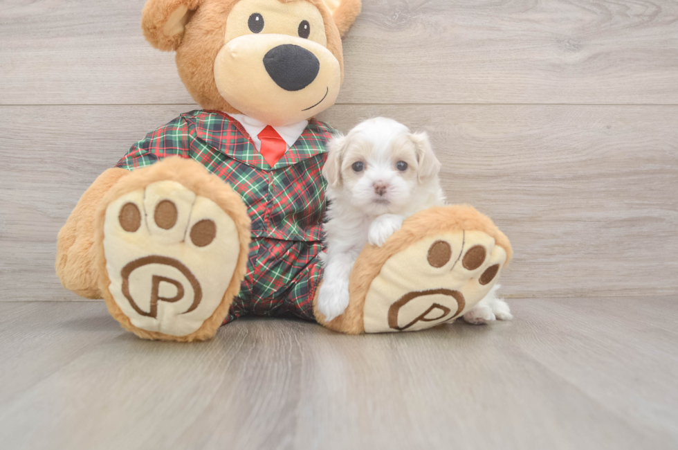 5 week old Maltipoo Puppy For Sale - Puppy Love PR