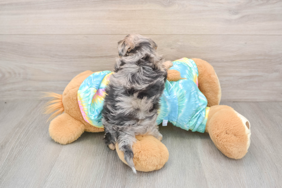 Maltipoo Puppy for Adoption