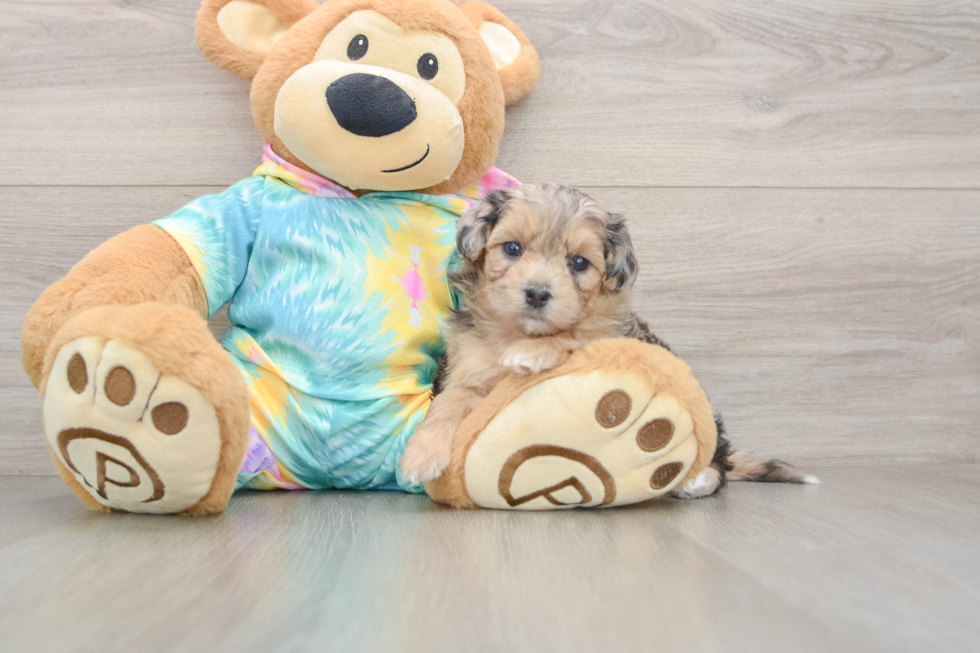 Friendly Maltipoo Baby