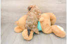 Small Maltipoo Baby