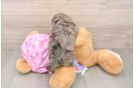 Energetic Moodle Poodle Mix Puppy