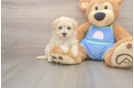 Maltipoo Pup Being Cute