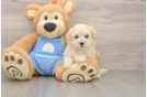 Popular Maltipoo Poodle Mix Pup