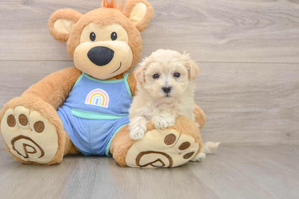 Popular Maltipoo Poodle Mix Pup