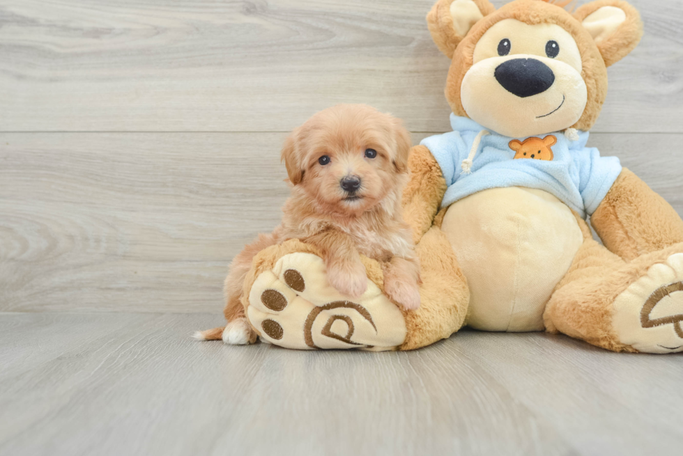 Maltipoo Puppy for Adoption