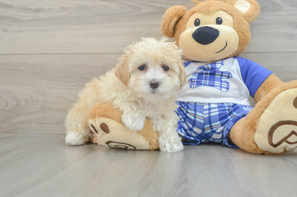 7 week old Maltipoo Puppy For Sale - Puppy Love PR