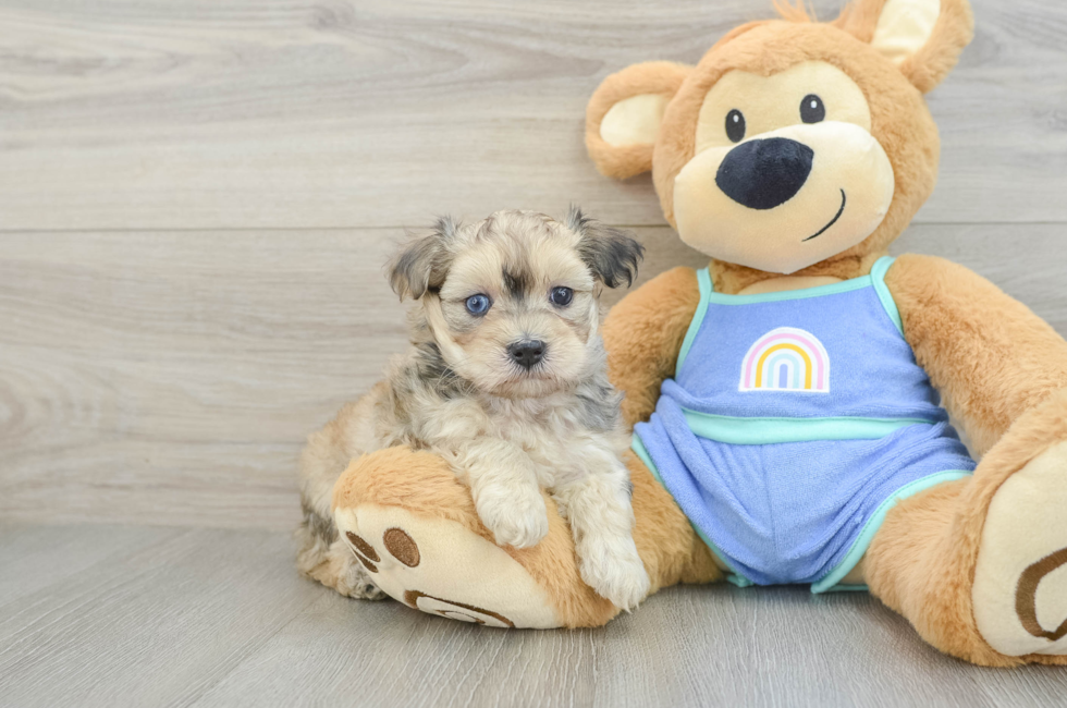 5 week old Maltipoo Puppy For Sale - Puppy Love PR