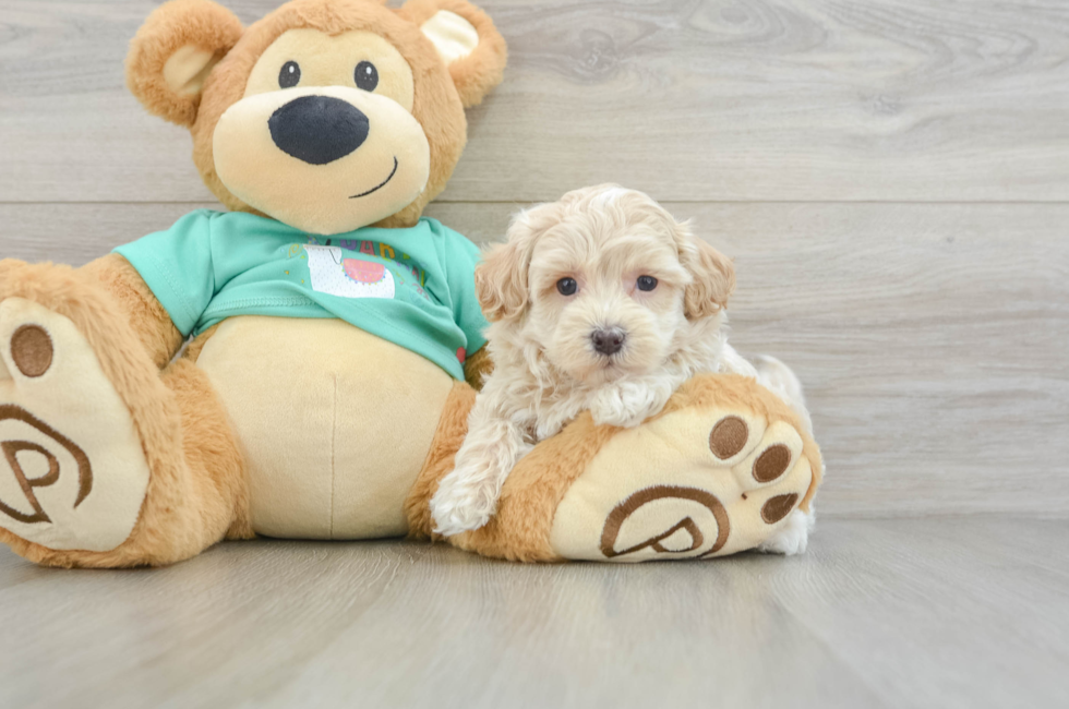 6 week old Maltipoo Puppy For Sale - Puppy Love PR