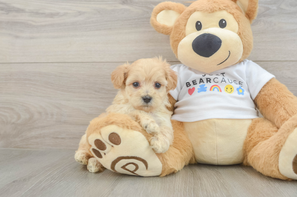 6 week old Maltipoo Puppy For Sale - Puppy Love PR