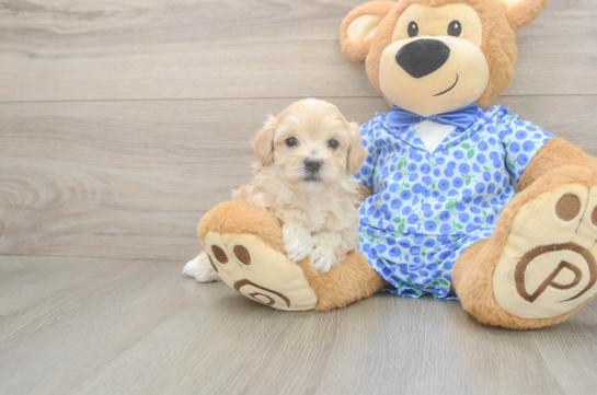 5 week old Maltipoo Puppy For Sale - Puppy Love PR Cute Maltipoo Baby