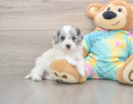 8 week old Maltipoo Puppy For Sale - Puppy Love PR