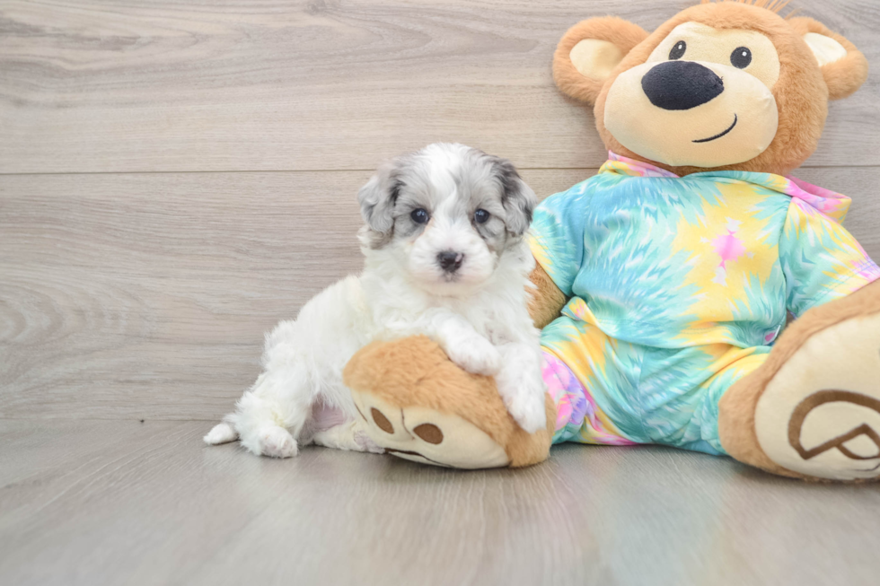 Little Multipoo Poodle Mix Puppy