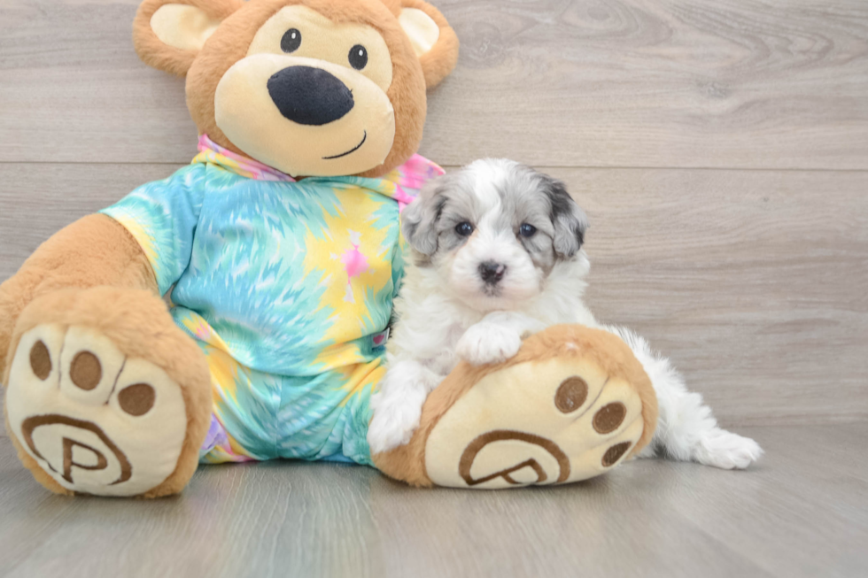 Popular Maltipoo Poodle Mix Pup