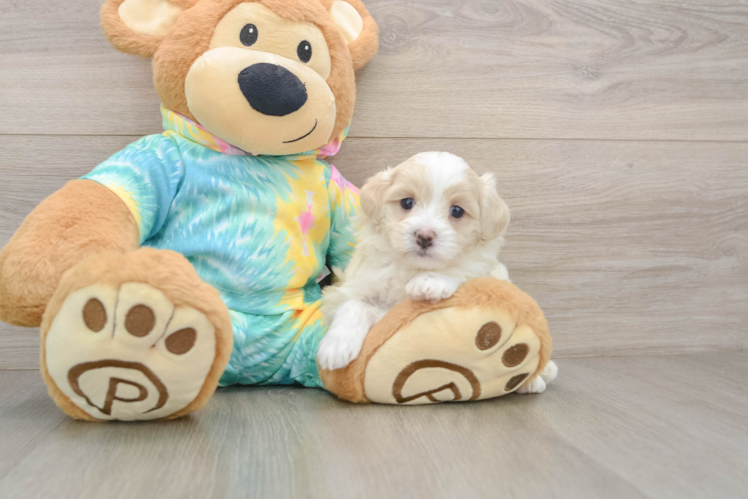Happy Maltipoo Baby