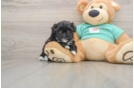 Friendly Maltipoo Baby
