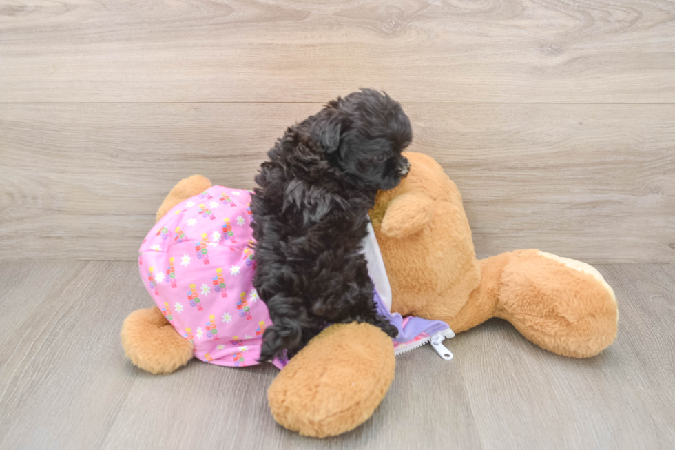 Friendly Maltipoo Baby