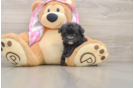 Small Maltipoo Baby