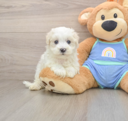8 week old Maltipoo Puppy For Sale - Puppy Love PR