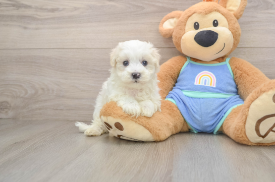 Maltipoo Puppy for Adoption